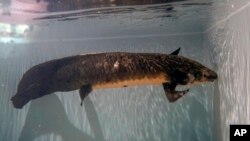 Methuselah, ikan lungfish Australia sepanjang 4 kaki dengan berat sekitar 40 pon, berenang di akuarium San Francisco, Senin, 24 Januari 2022. Methuselah dibawa dari Australia ke California Academy of Sciences pada tahun 1938. (AP Photo/Jeff Chiu )