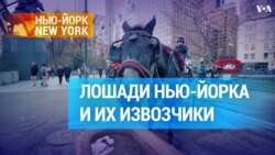 Один день из жизни нью-йоркской лошади – и ее извозчика