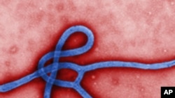 Uma micrografia elexctronica revela parte da morofologia ultraestrutural do vírus Ébola.