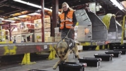 Real sniffer dogs are used at airports throughout the world