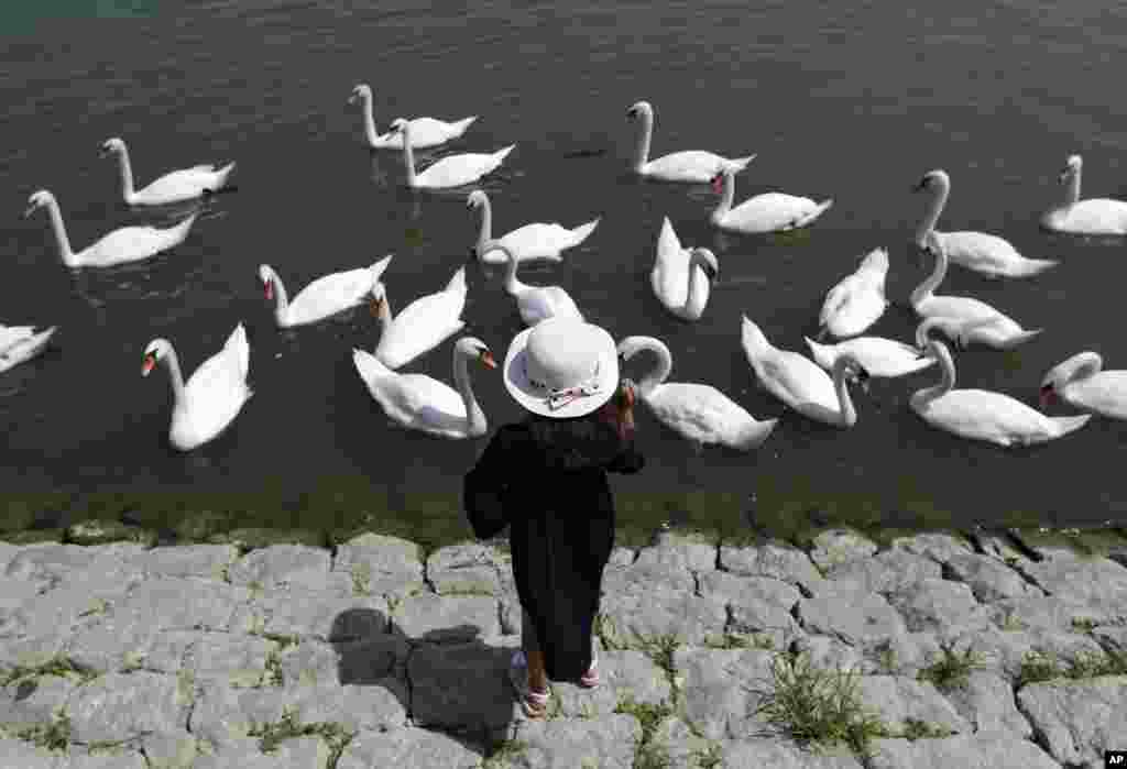 A girl feeds swans on the bank of the Danube river in Belgrade, Serbia.