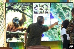 Wiratno, salah seorang direktur di Kementerian Kehutanan Indonesia (tengah) memeriksa layar yang menampilkan peta Ekosistem Batang Toru di Sumatra Utara, dalam konferensi pers di Jakarta, 3 November 2017. (Foto: dok)