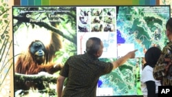 A director at the Indonesian Forestry Ministry Wiratno, center, inspects a screen displaying maps of Batang Toru Ecosystem in North Sumatra, during a press conference in Jakarta, Indonesia, Friday, Nov. 3, 2017. (AP Photo/Tatan Syuflana)