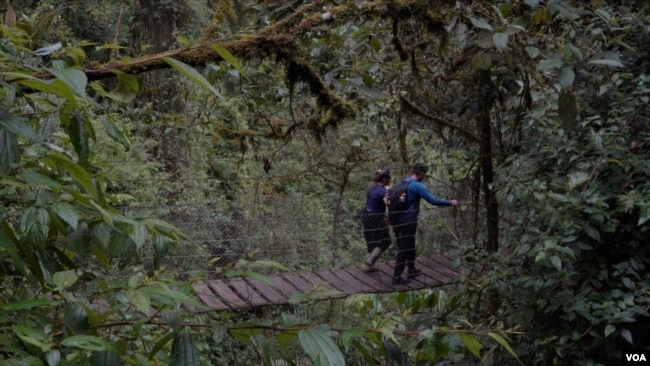 Un grupo de turistas fue registrado en la caminata a la cascada La Chorrera. Foto: Javier Hernández, VOA.