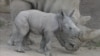 San Diego Zoo Welcomes Endangered Baby Rhino