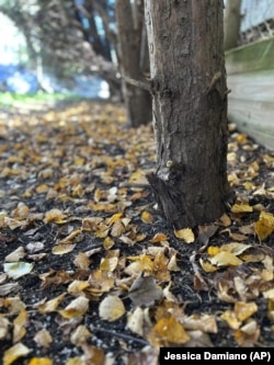 This October 27, 2022 image provided by Jessica Damiano shows a thin layer of fallen leaves under a row of trees on Long Island, New York. (Jessica Damiano via AP)