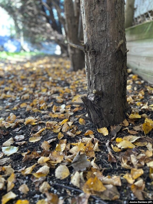 This October 27, 2022 image provided by Jessica Damiano shows a thin layer of fallen leaves under a row of trees on Long Island, New York. (Jessica Damiano via AP)