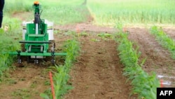 FILE - A weeding robot is pictured during a demonstration of new technologies at the Arvalis farm, an applied agricultural research organization, on June 15, 2016, in Saint-Hilaire-en-Woevre, eastern France.