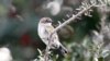 Seekor burung Yellow Rumped Warbler bertengger di dahan saat para pengamat burung mengamati pantai selama penghitungan burung Natal tahunan di National Audubon Society, Grand Isle, Louisiana, 22 Desember 2010. (AP/Sean Gardner)