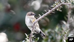 Seekor burung Yellow Rumped Warbler bertengger di dahan saat para pengamat burung mengamati pantai selama penghitungan burung Natal tahunan di National Audubon Society, Grand Isle, Louisiana, 22 Desember 2010. (AP/Sean Gardner)