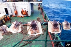 FILE - In this photo made available by the U.S. Coast Guard, squid are seen as guardsmen from the cutter James conduct a boarding of a fishing vessel in the eastern Pacific Ocean, on Aug. 3, 2022.