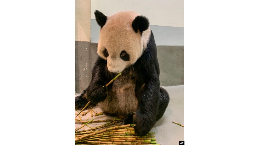 Panda Tuan Tuan makan rebung (bambu muda) di Kebun Binatang Taipei di Taipei, Taiwan pada Rabu, 2 November 2022. (Kebun Binatang Taipei via AP)