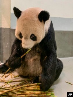 Panda Tuan Tuan makan rebung (bambu muda) di Kebun Binatang Taipei di Taipei, Taiwan pada Rabu, 2 November 2022. (Kebun Binatang Taipei via AP)
