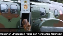 Setelah dilepasliarkan di salah satu kawasan konservasi di Sumatera Barat pertengahan Oktober lalu, harimau Sumatera berjenis kelamin betina yang diberi nama “Putri Singgulung” dipastikan telah beradaptasi dengan habitat barunya. 
