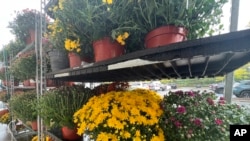 This Oct. 1, 2022, image provided by Jessica Damiano shows perennial garden mums for sale in Old Brookville, NY. (Jessica Damiano via AP)