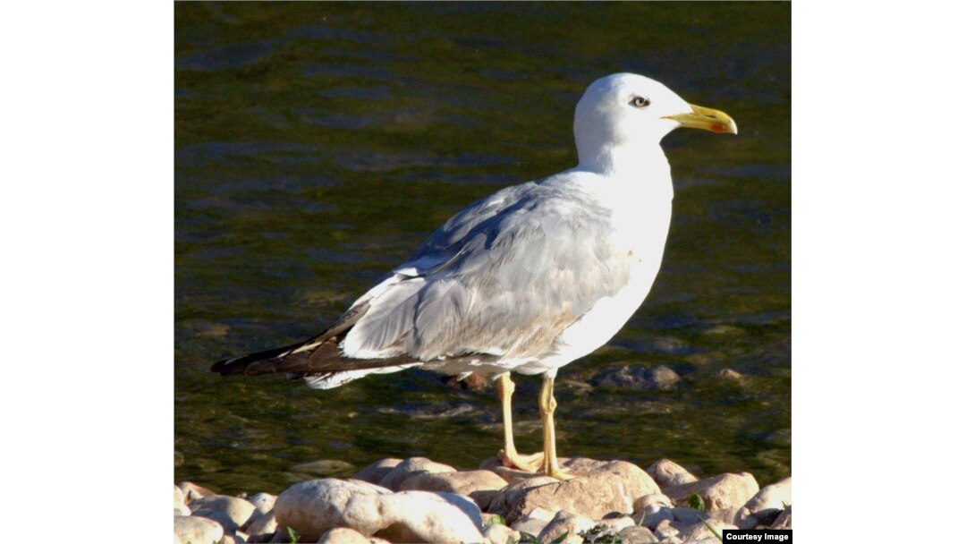 Galeb (Foto: Dražen Kotrošan)