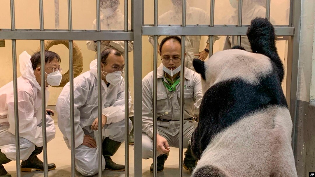 Ahli Panda China, Wei Ming (kiri) dan Wu Honglin (tengah) mengamati Tuan Tuan, panda di Kebun Binatang Taipei di Taipei, Taiwan, 2 November 2022. (Kebun Binatang Taipei via AP)