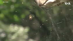 死蜘蛛可废物利用变成生物机械工具 莱斯大学科研人员将它作为微型抓手
