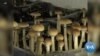 Colorado Voters to Decide on Legalizing Psychedelic Mushrooms