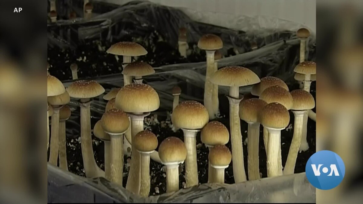 Colorado Voters To Decide On Legalizing Psychedelic Mushrooms