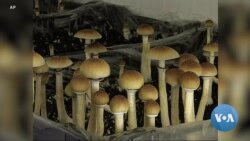 Colorado Voters to Decide on Legalizing Psychedelic Mushrooms