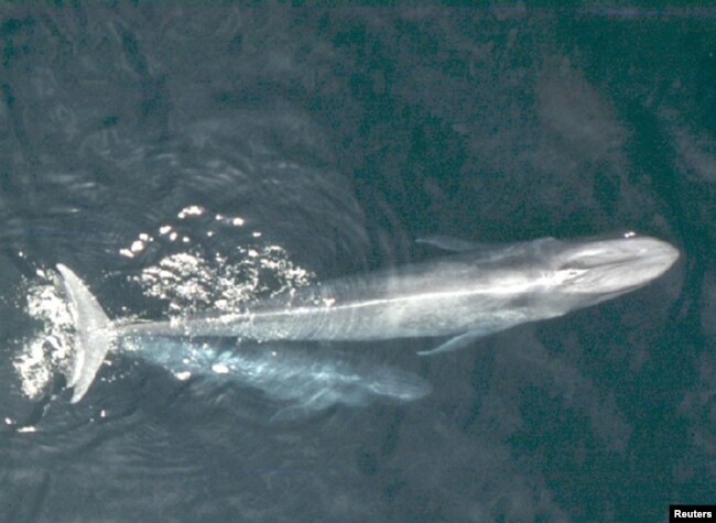 Blue Whales are seen in this undated handout photo courtesy of NOAA National Marine Fisheries Service. (NOAA National Marine Fisheries Service/Handout via Reuters)