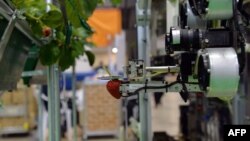 FILE - Japanese agriculture machinery maker Shibuya Seiki and National Agriculture and Food Research Organization displays a robot picking a ripe strawberry, for a demonstration at the annual Auto-ID & Communication Expo in Tokyo, Sept. 25, 2013. 