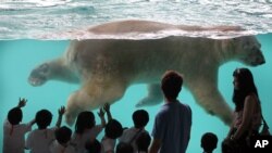 Singapore Polar Bear