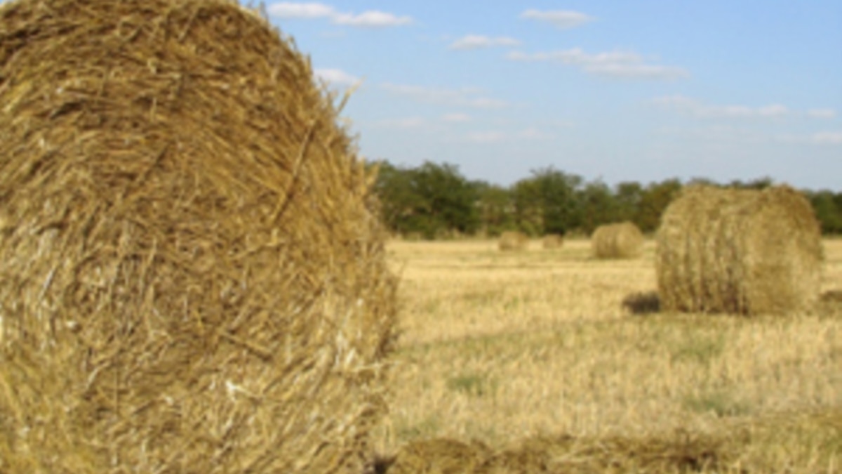 It's Not Worth a Hill of Beans!