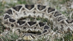 An eastern diamondback rattlesnake at the home of Chuck Hurd, a Virginia man who collects poisonous snakes