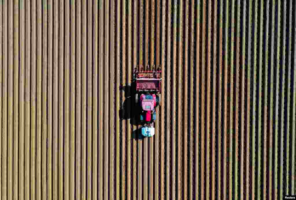 A farmer plants potatoes in Tilloy-lez-Cambrai, near Cambrai, France.