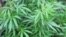 Daun-daun hemp, sejenis mariyuana.