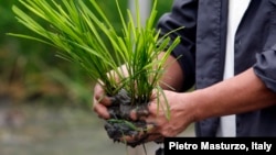 An agriculturist prepares to plant "Golden Rice" seedlings at a laboratory of the International Rice Research Institute in Los Banos, Laguna south of Manila, August 14, 2013. 