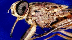 Bệnh ngủ châu Phi do ký sinh trùng Trypanosoma brucei gây ra khi người bệnh bị con ruồi tse tse đốt