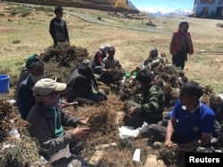 Residents of Komik village, one of the highest villages in the world, tie bundles of a local scrub together in their village located in Spiti Valley in India's northern state of Himachal Pradesh, July 5, 2017..