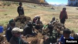 Residents of Komik village, one of the highest villages in the world, tie bundles of a local scrub together in their village located in Spiti Valley in India's northern state of Himachal Pradesh, July 5, 2017..