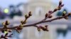 Frigid Temps Delay Peak Bloom for DC's Cherry Blossoms