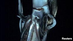 A giant squid is seen in this still image taken from video captured from a submersible by a Japanese-led team of scientists near Ogasawara islands taken in July 2012, in this handout picture released by NHK/NEP/Discovery Channel in Tokyo, Japan, January 7