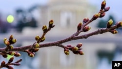 The Cherry trees surrounding the Tidal Basin in Washington, March 1, 2018, have started to bud kicking off the annual guessing game of when will they be at peak bloom. 