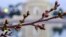 The Cherry trees surrounding the Tidal Basin in Washington, March 1, 2018, have started to bud kicking off the annual guessing game of when will they be at peak bloom. 