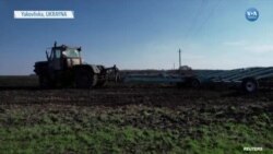 Ukrayna’da Çiftçiler Tarlalarını Terk Etmek İstemiyor 