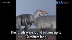 Scientists Find Dinosaur Fossils in Patagonia