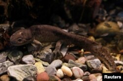 An axolotl swims in an aquarium at the new Axolotl Museum and Amphibians Conservation Centre, at Chapultepec Zoo in Mexico City, Mexico, January 25, 2023. (REUTERS/Henry Romero)