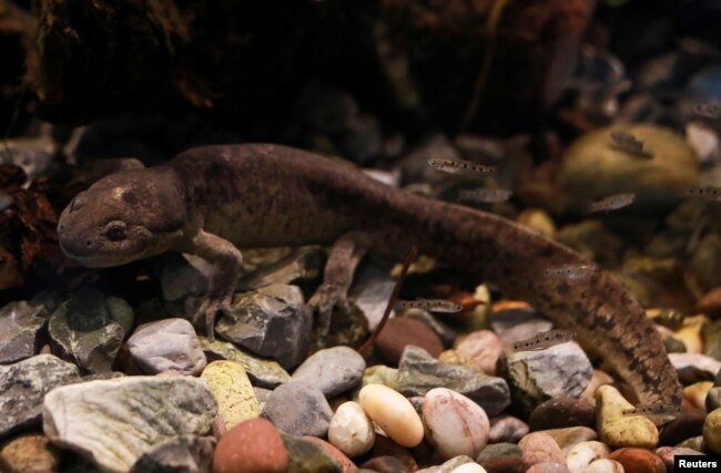 An axolotl swims in an aquarium at the new Axolotl Museum and Amphibians Conservation Centre, at Chapultepec Zoo in Mexico City, Mexico, January 25, 2023. (REUTERS/Henry Romero)