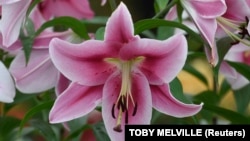 FILE - A lily is seen on display at the Chelsea Flower Show in London, Britain, May 23, 2016. (REUTERS/Toby Melville)