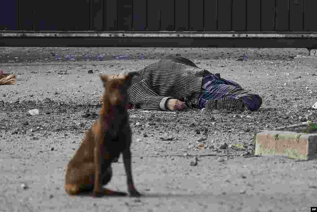 A dog sits near the dead body of a local citizen, killed in Russian shelling that hit an industrial area in Kherson, Ukraine.