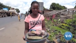 Criação de peixe em cativeiro melhora dieta e renda de milhares de moçambicanos do interior
