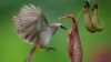 A yellow-vented Bulbul eating worm from Nepenthes on the outskirt of Melaka town, Malaysia, Feb. 7, 2023.