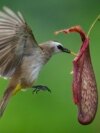 A yellow-vented Bulbul eating worm from Nepenthes on the outskirt of Melaka town, Malaysia, Feb. 7, 2023.