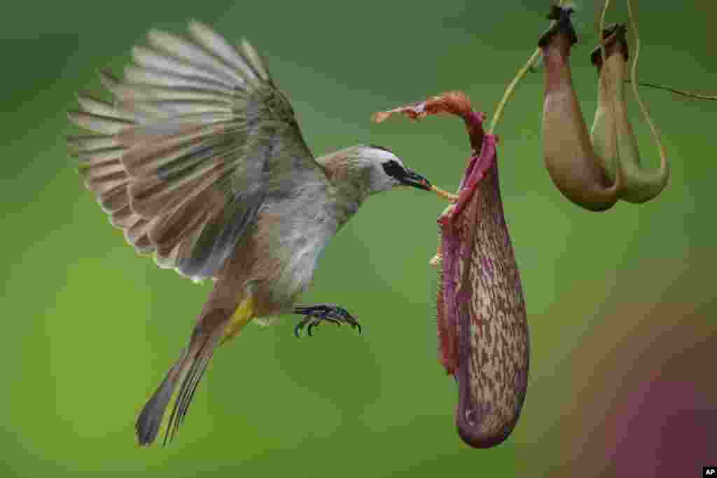 A yellow-vented Bulbul eats worm from Nepenthes on the outskirt of Melaka town, Malaysia.